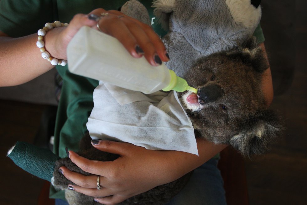 koala herido siendo alimentado