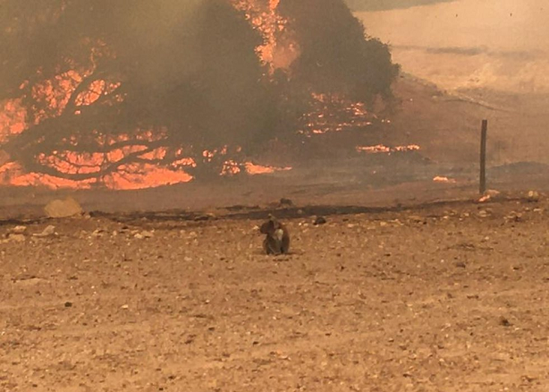 Australia: incendios dramáticos en un mundo inflamable